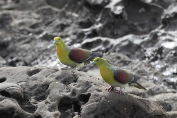 White-bellied Green Pigeon Terugasaki Beach Wed, 10/11/2023