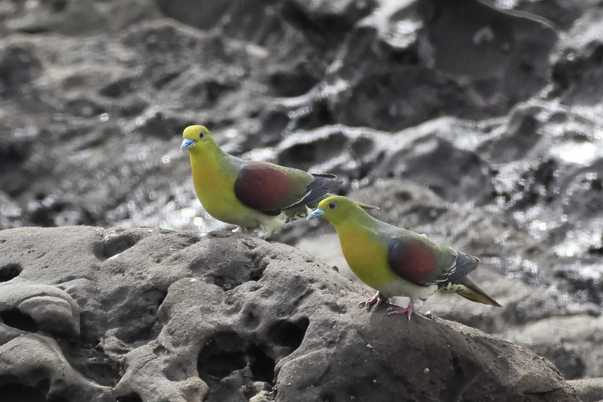 大磯照ヶ崎海岸 アオバトの写真 by ゆづ