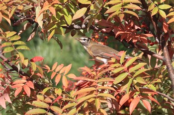 Eyebrowed Thrush 北海道 函館市 東山 Wed, 10/11/2023