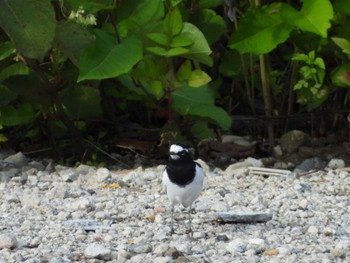 Japanese Wagtail 大栗川(多摩川合流地点) Wed, 10/11/2023