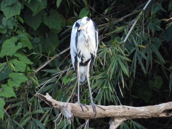 Grey Heron 大栗川(多摩川合流地点) Wed, 10/11/2023