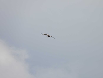 Black Kite 大栗川(多摩川合流地点) Wed, 10/11/2023