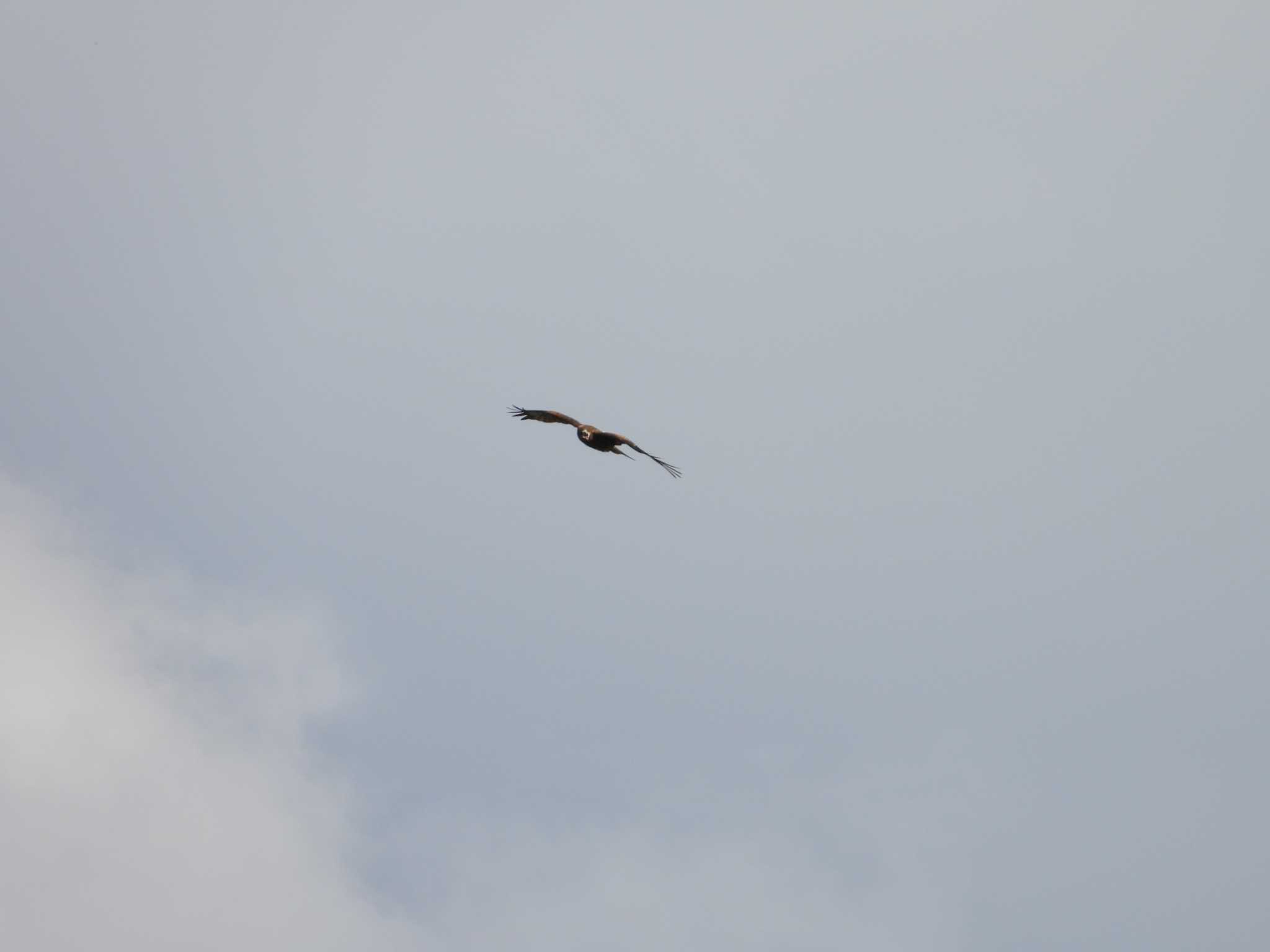 Black Kite