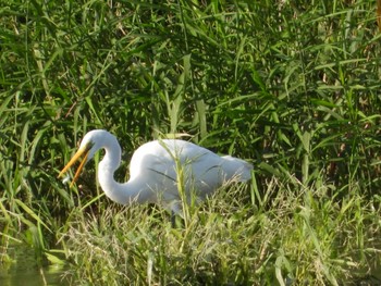 Great Egret 大栗川(多摩川合流地点) Wed, 10/11/2023