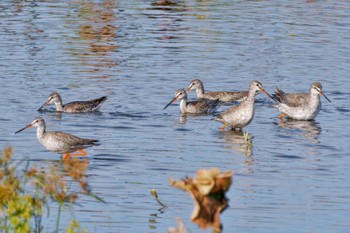 2023年10月7日(土) 稲敷市の野鳥観察記録