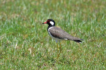 Red-wattled Lapwing タイ Thu, 6/14/2018