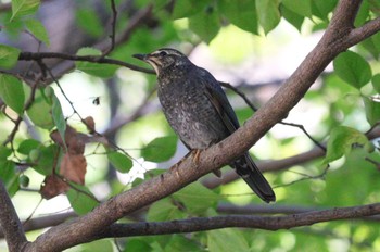 2023年10月10日(火) 鶴舞公園(名古屋)の野鳥観察記録