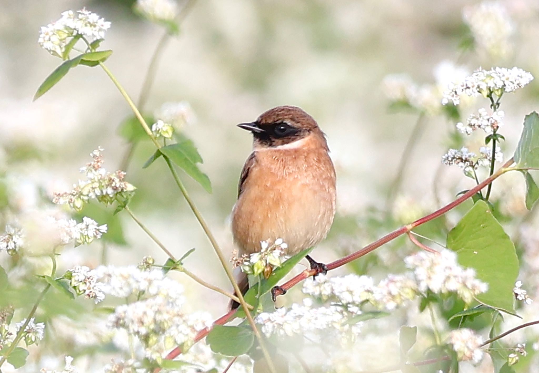 Amur Stonechat