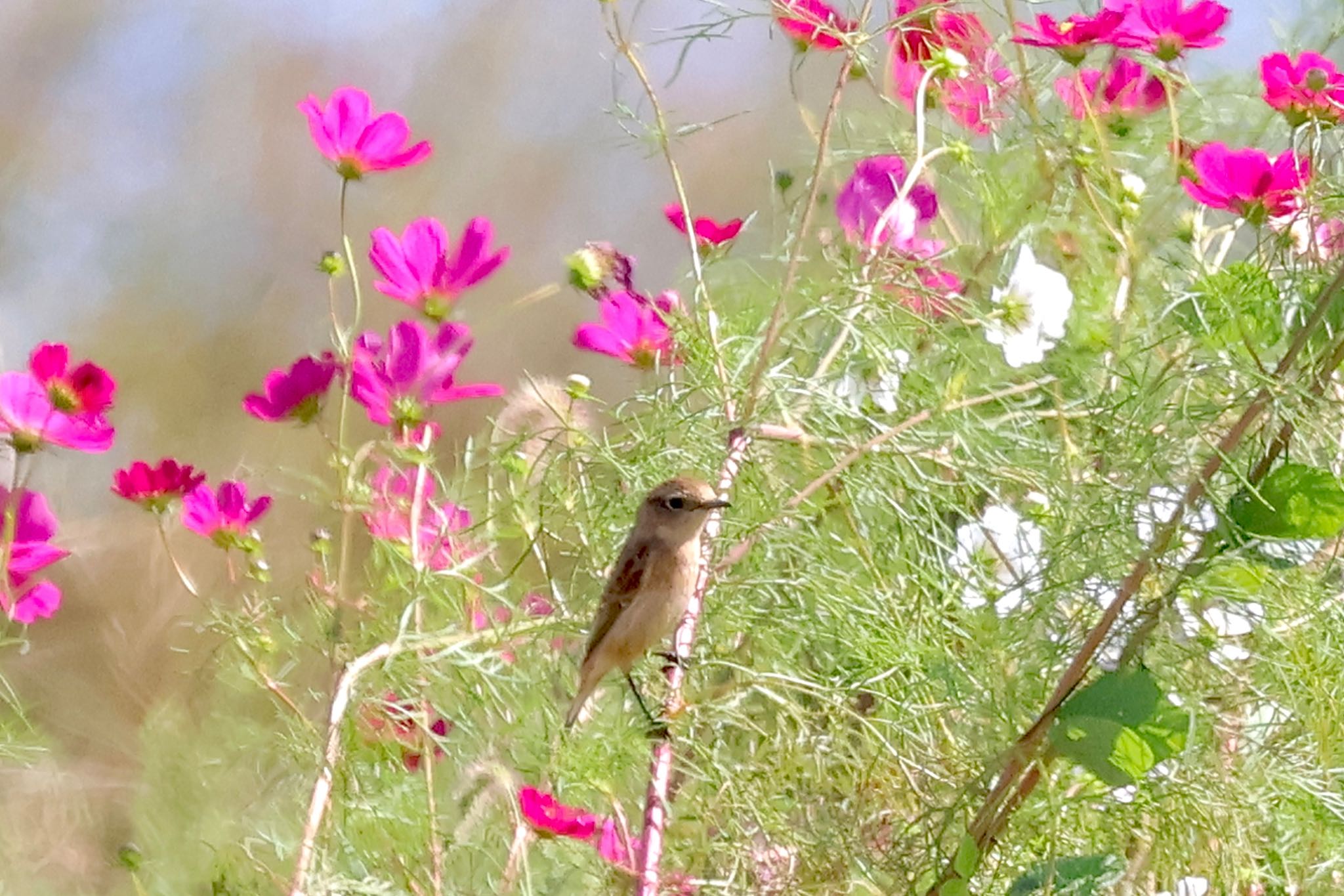 Amur Stonechat