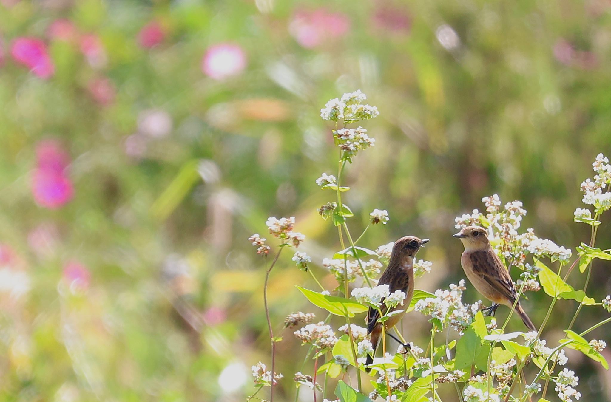 Amur Stonechat