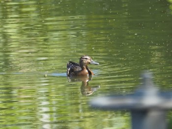 Garganey Tokyo Port Wild Bird Park Tue, 10/3/2023