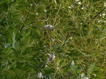 2023年10月11日(水) 武蔵野市の野鳥観察記録