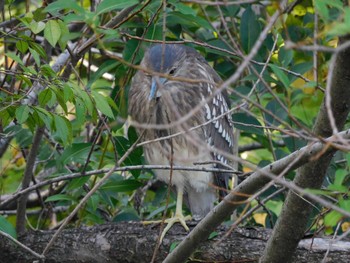 2023年10月11日(水) 井の頭公園の野鳥観察記録