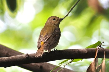 キビタキ 東京港野鳥公園 2023年10月8日(日)