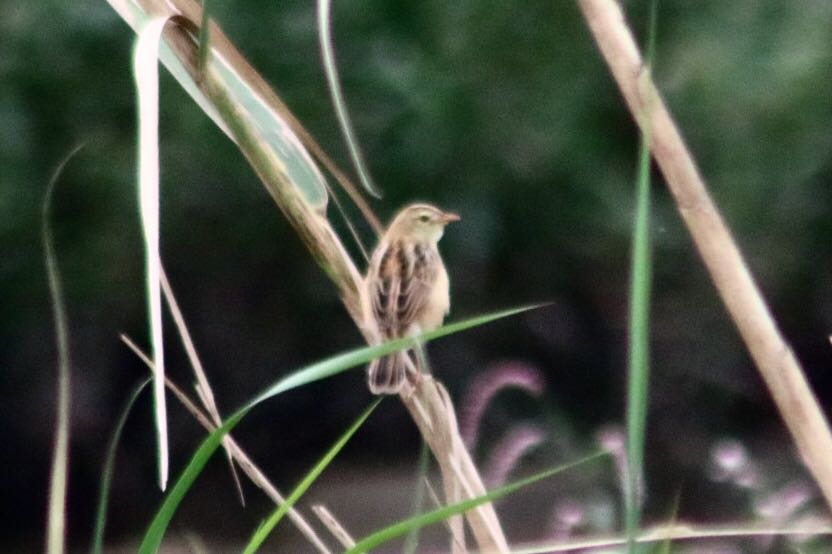 Zitting Cisticola