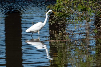 Great Egret(modesta)  高浜干拓地(茨城県) Wed, 10/11/2023