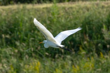 チュウサギ 高浜干拓地(茨城県) 2023年10月11日(水)