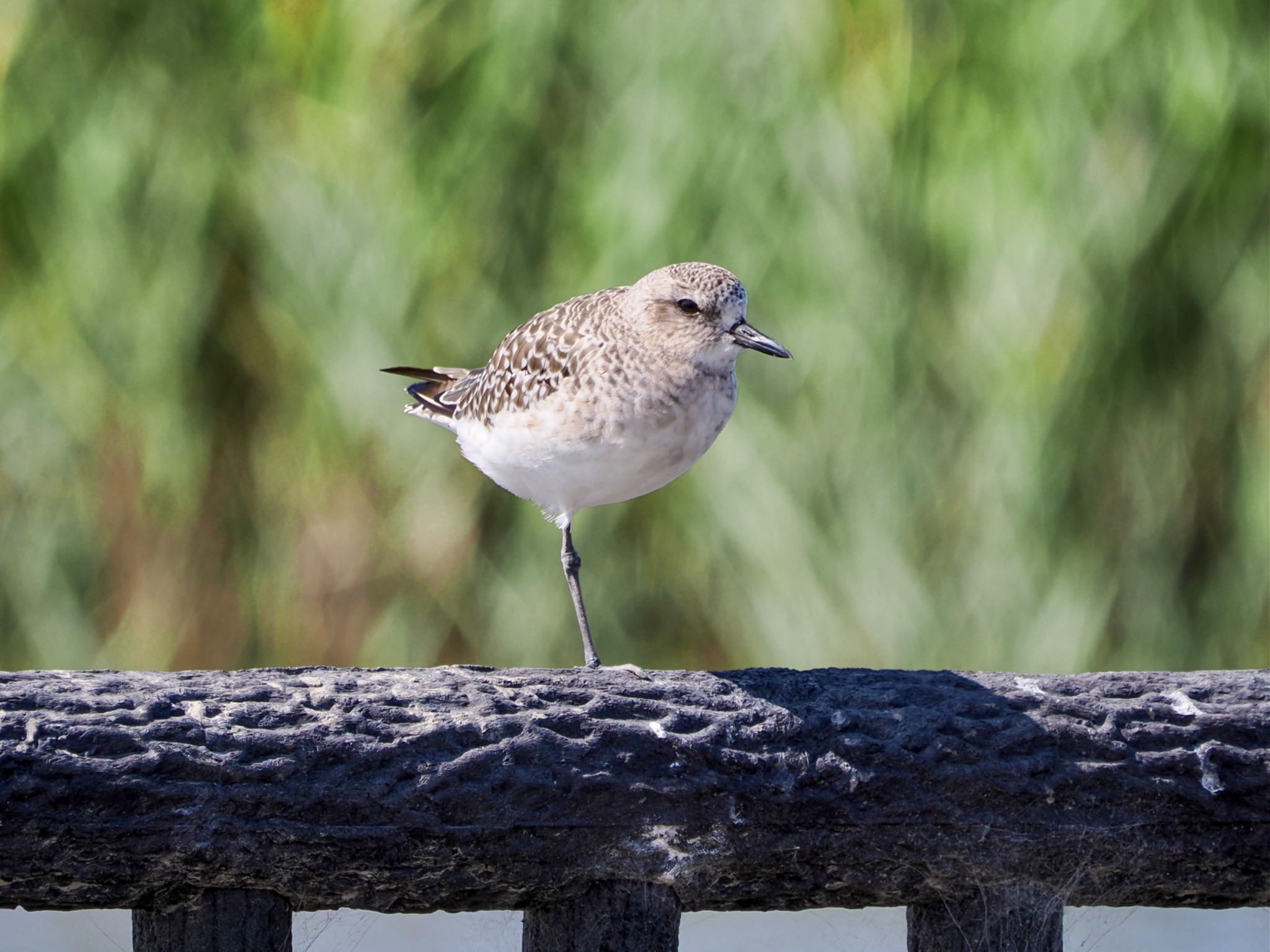 Grey Plover