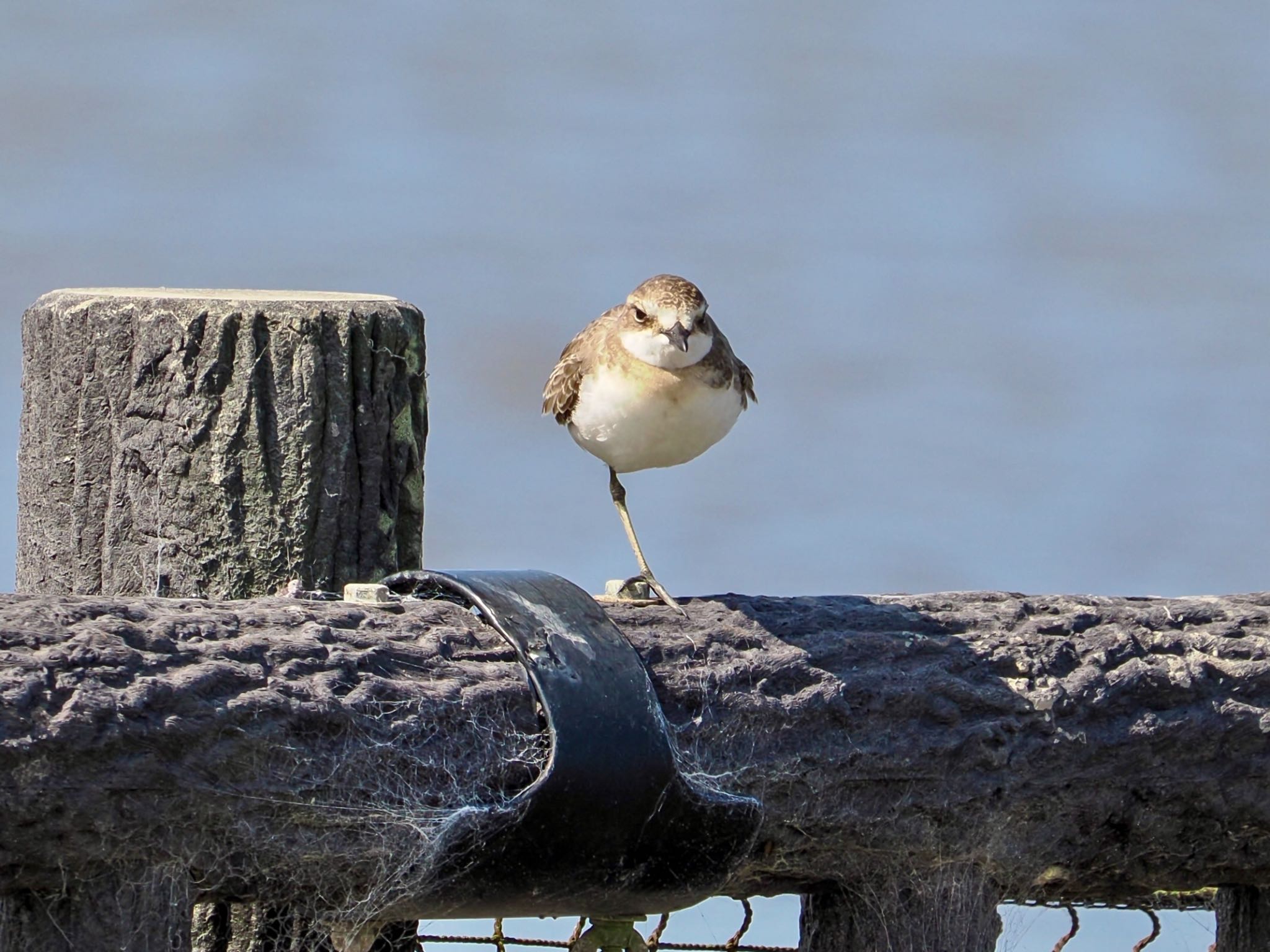 Siberian Sand Plover