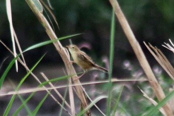 Zitting Cisticola 和歌山市紀ノ川 Sat, 9/22/2018