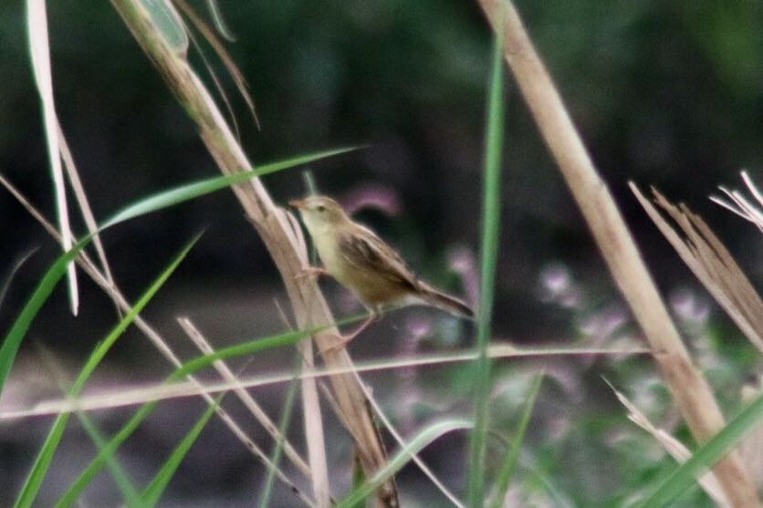 Zitting Cisticola