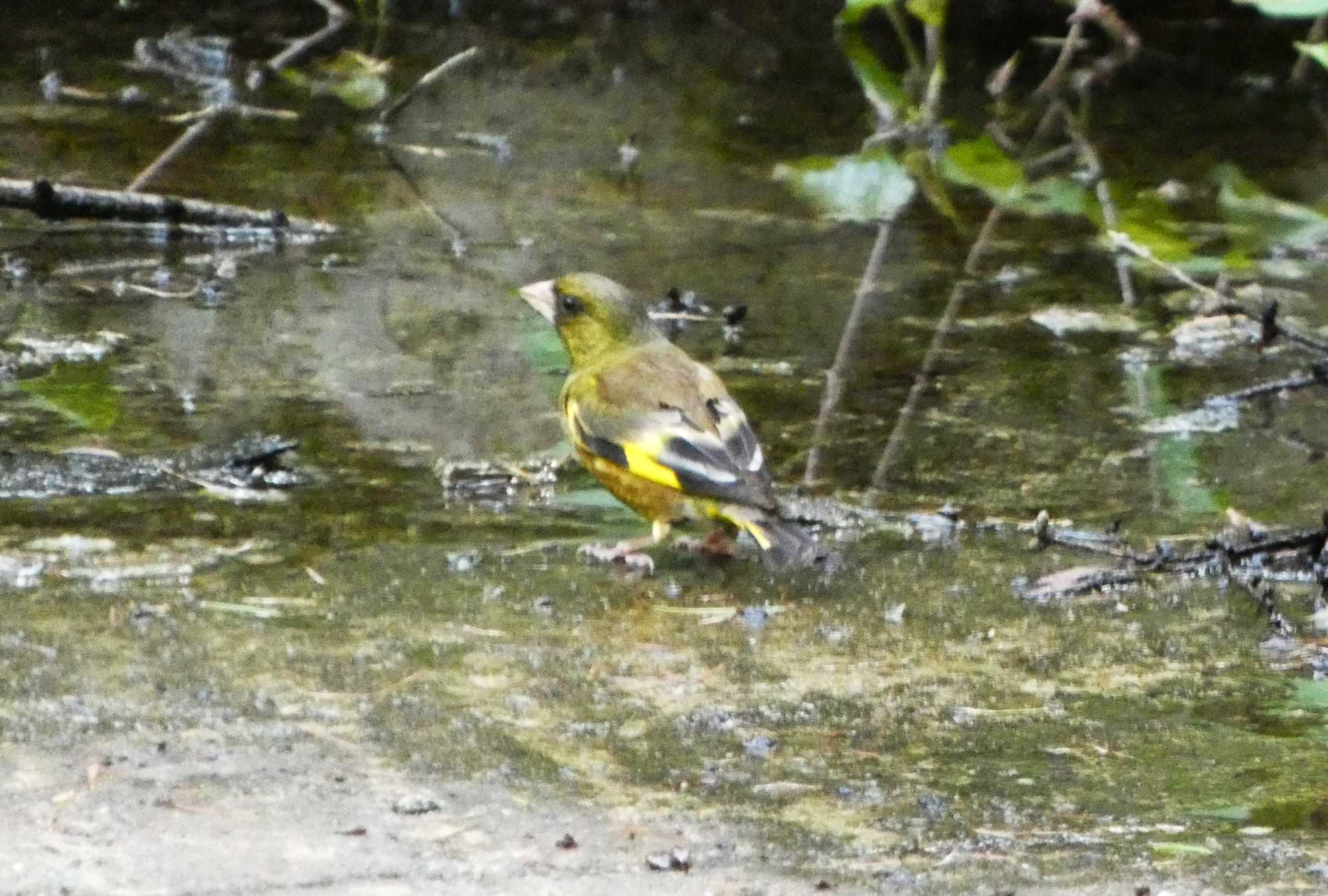 Grey-capped Greenfinch