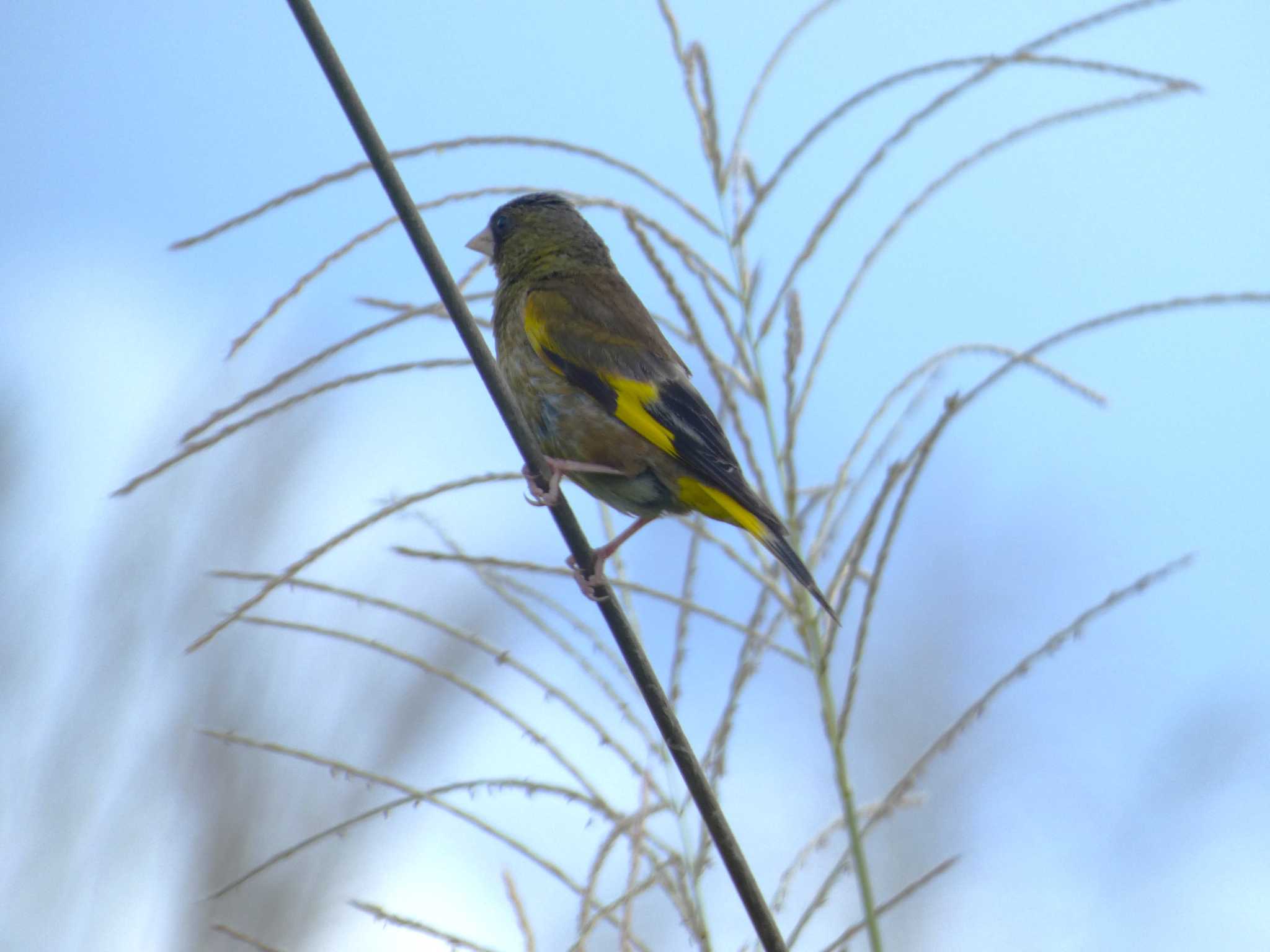 Grey-capped Greenfinch