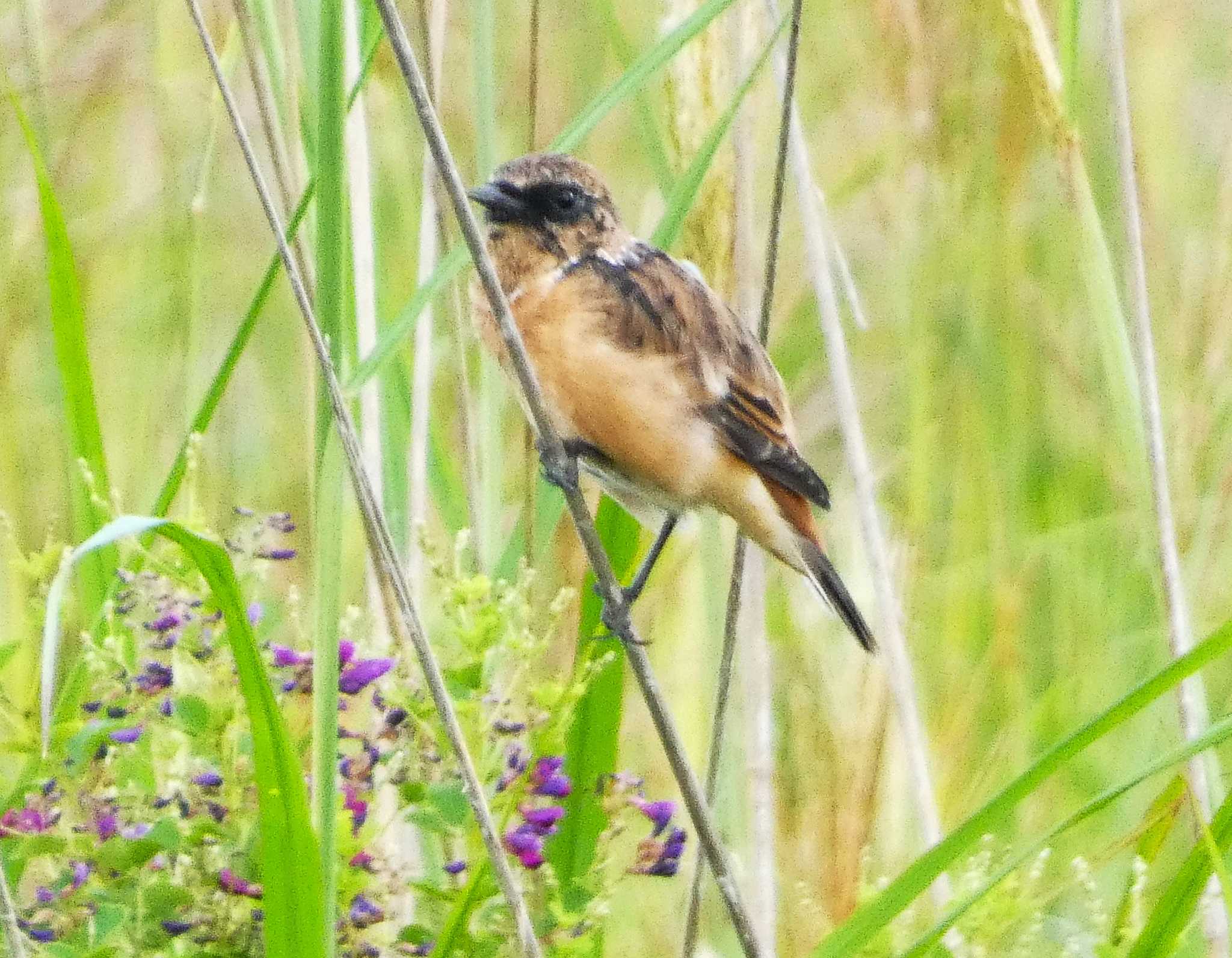 Photo of Amur Stonechat at JGSDF Kita-Fuji Exercise Area by koshi