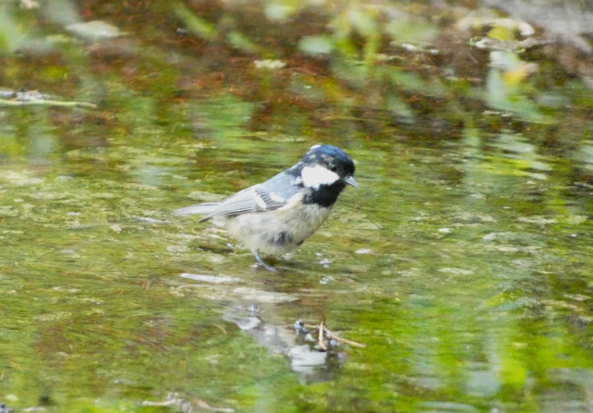 Coal Tit