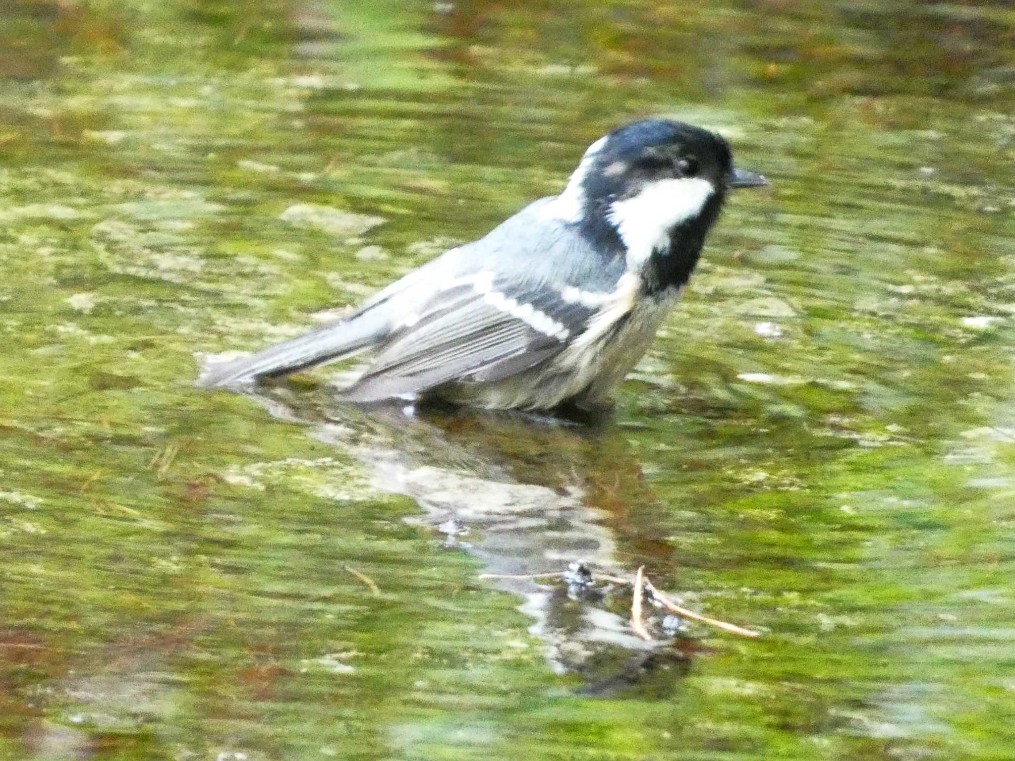 Coal Tit