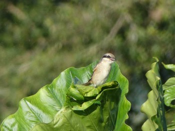 2018年9月17日(月) 石垣島の野鳥観察記録