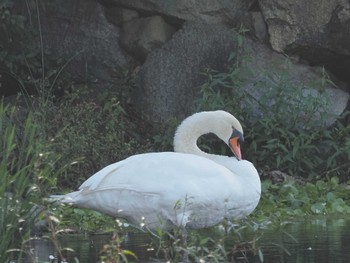 コブハクチョウ 名城公園 2023年10月11日(水)