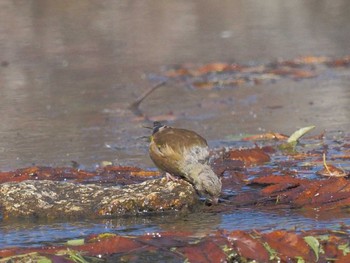 カワラヒワ 名城公園 2023年10月11日(水)