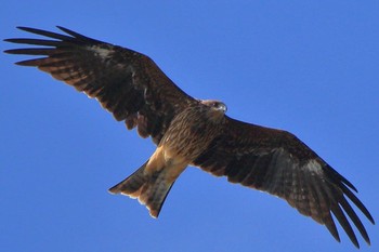 Black Kite 鴨川市 Mon, 9/17/2018