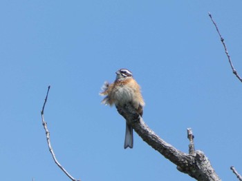 ホオジロ 馬見丘陵公園 2023年6月3日(土)