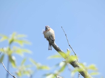 Meadow Bunting 馬見丘陵公園 Sat, 6/3/2023