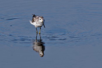 Marsh Sandpiper Inashiki Sat, 10/7/2023