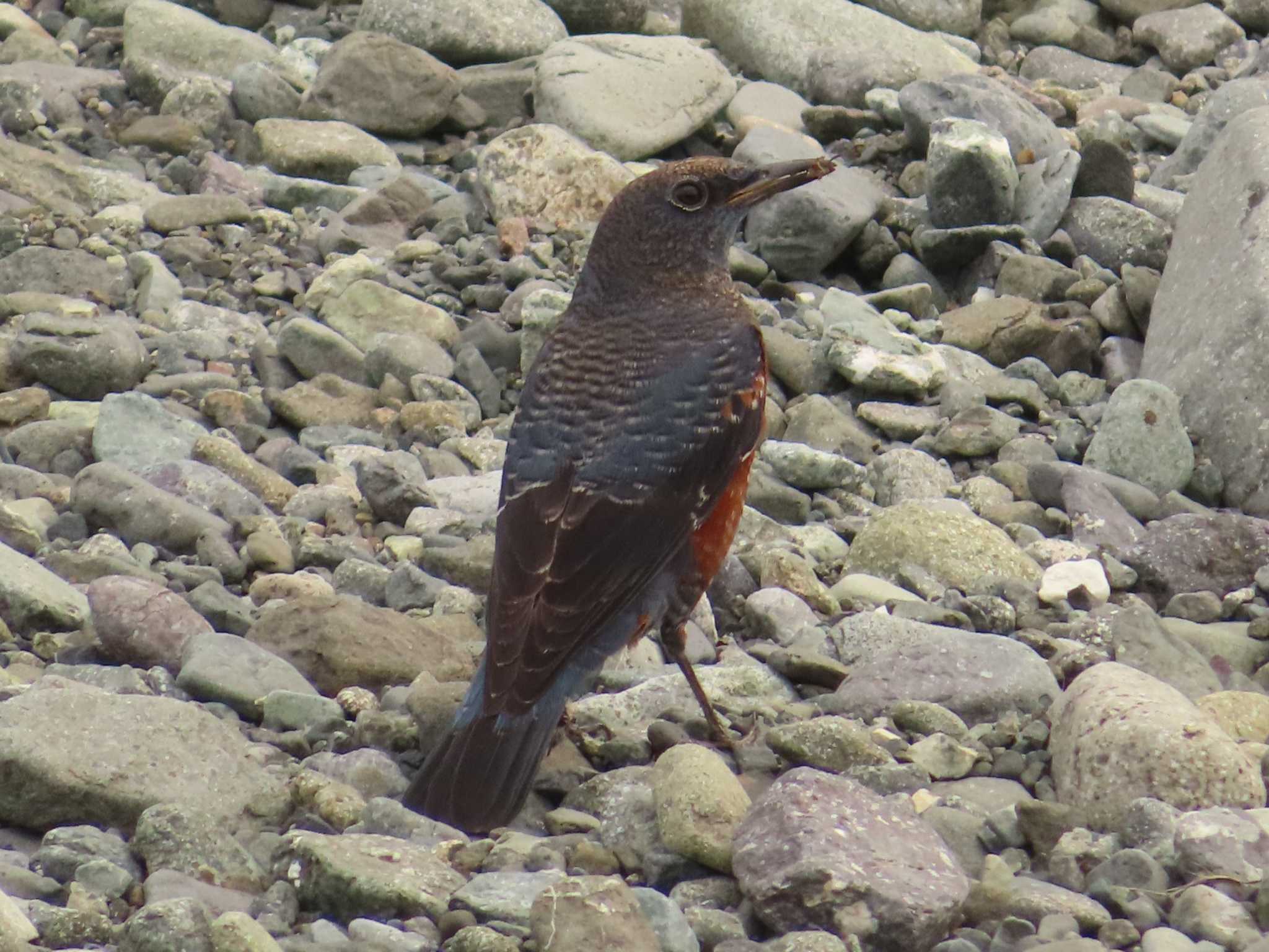 Blue Rock Thrush