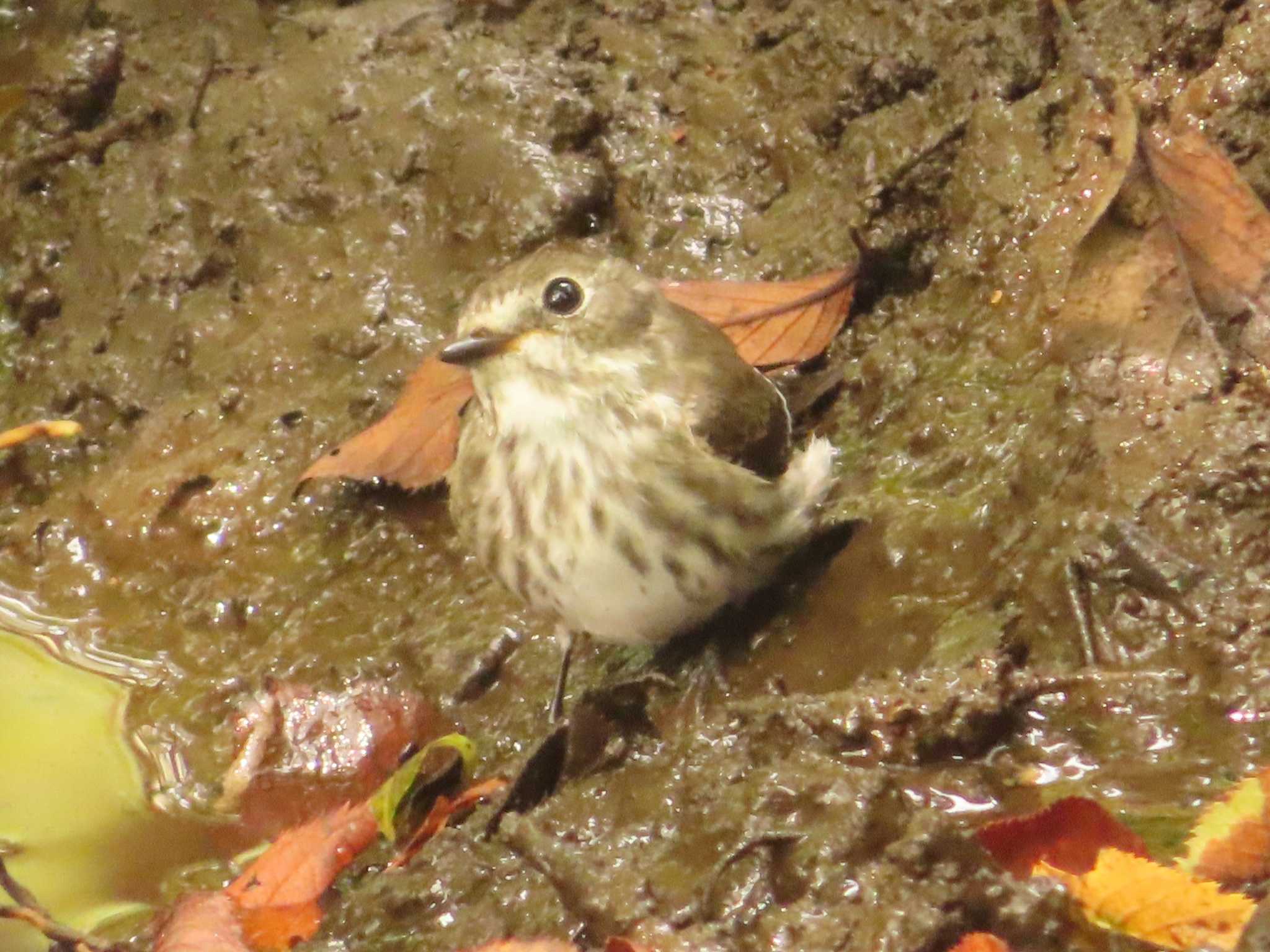 Grey-streaked Flycatcher