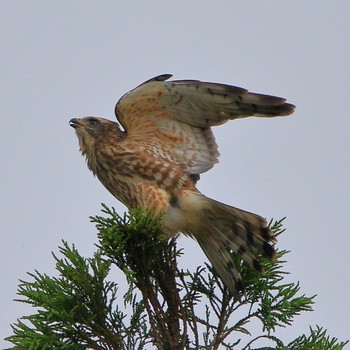 Eurasian Goshawk 埼玉県 Sat, 9/22/2018