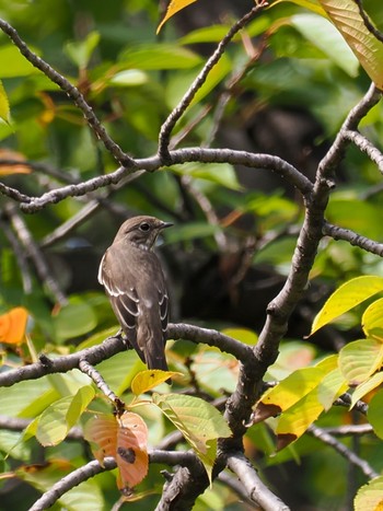 エゾビタキ 東京港野鳥公園 2023年10月11日(水)