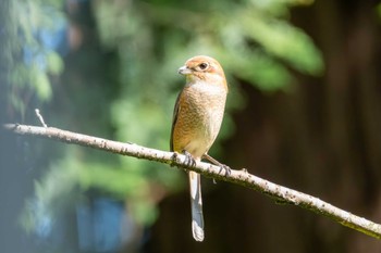 2023年10月11日(水) 常陸風土記の丘の野鳥観察記録