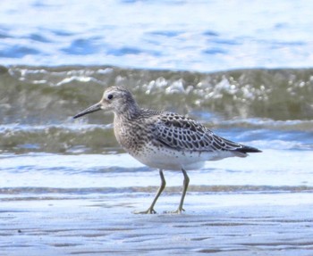 Great Knot Unknown Spots Sun, 9/3/2023