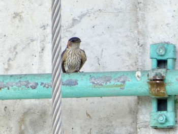 Red-rumped Swallow 布目ダム Sat, 8/5/2023