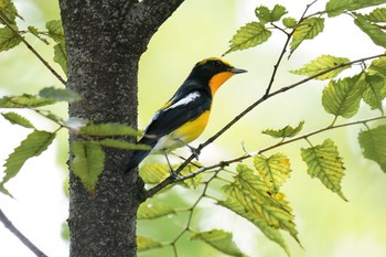 キビタキ 名城公園 2023年10月10日(火)