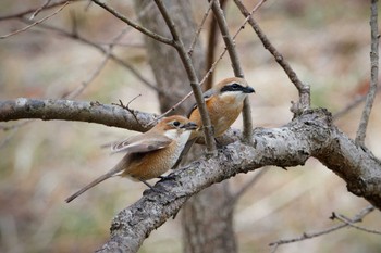 Bull-headed Shrike 福岡県 Sat, 3/1/2014