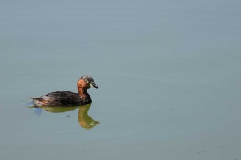 カイツブリ 大宮公園 2023年10月12日(木)