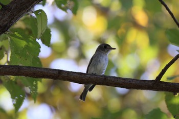 Asian Brown Flycatcher Tokyo Port Wild Bird Park Thu, 10/12/2023