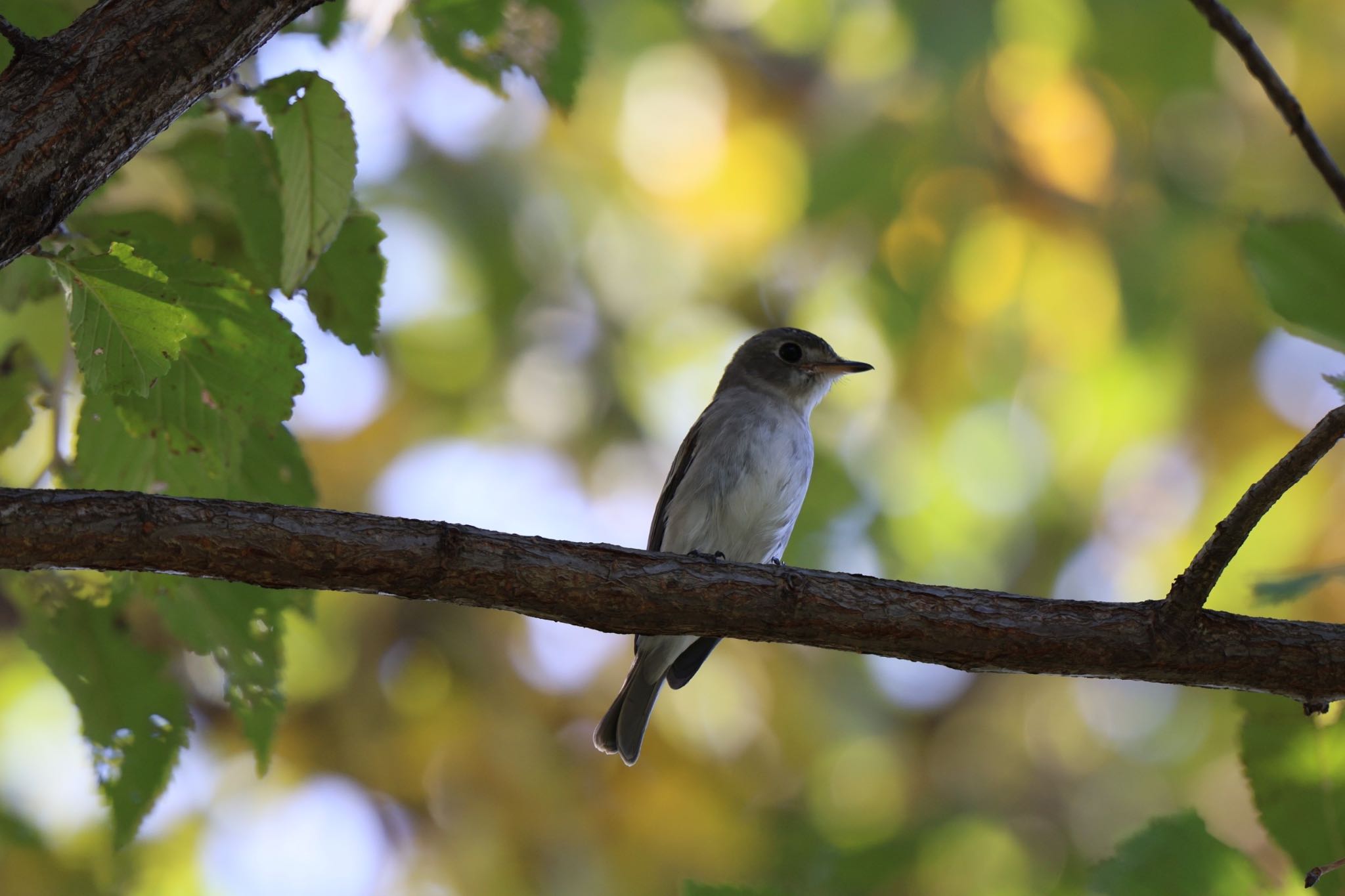 Photo of Asian Brown Flycatcher at Tokyo Port Wild Bird Park by atushiever