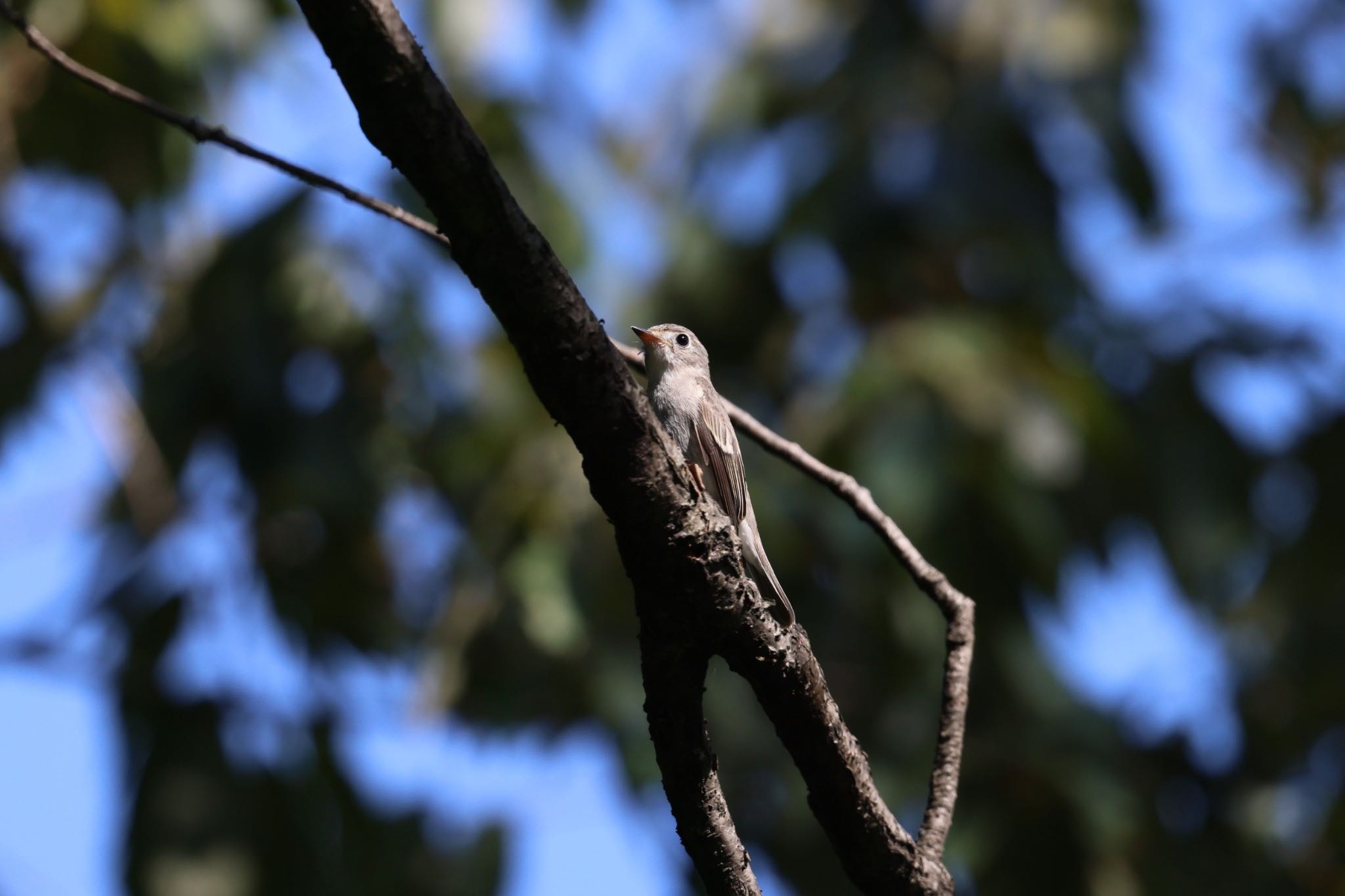 Photo of Asian Brown Flycatcher at Tokyo Port Wild Bird Park by atushiever